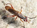 Sepedon neili