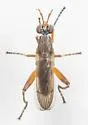 Sepedon neili - photo 2