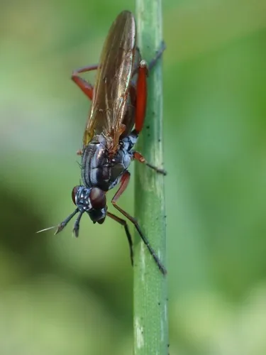 Sepedon sphegea