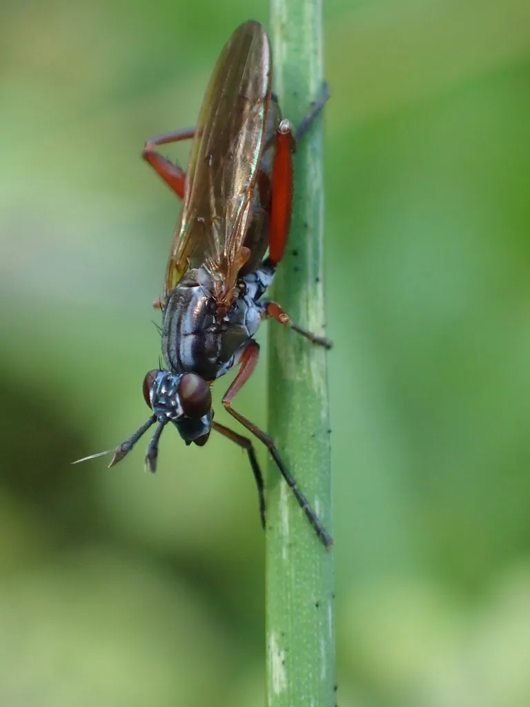 Sepedon sphegea - photo 2