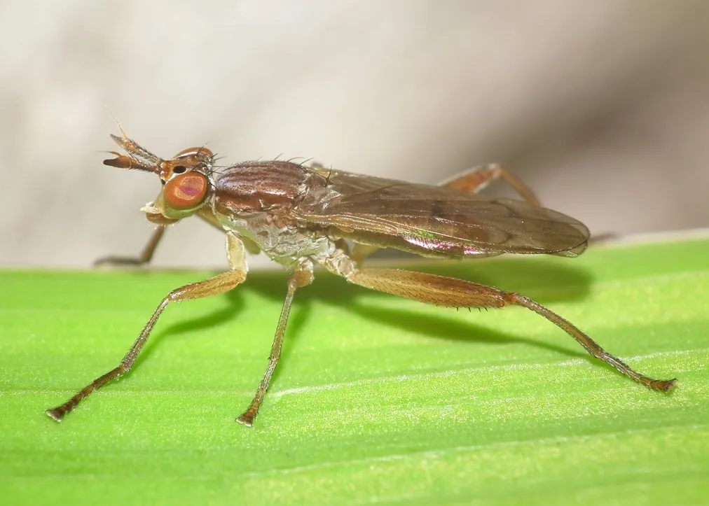 Sepedon spinipes - photo 3