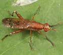 Sepedon tenuicornis