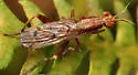 Sepedon tenuicornis - photo 2