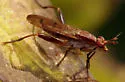 Sepedon tenuicornis - photo 3
