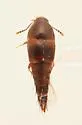 Sepedophilus basalis