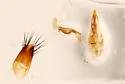 Sepedophilus basalis - photo 3