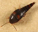 Sepedophilus bisignatus
