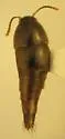 Sepedophilus brachypterus