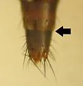 Sepedophilus brachypterus - photo 2