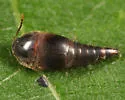 Sepedophilus crassus