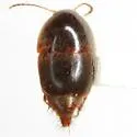 Sepedophilus crassus - photo 2