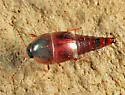Sepedophilus crassus - photo 3