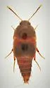Sepedophilus crassus - photo 4