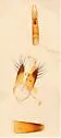 Sepedophilus crassus - photo 5