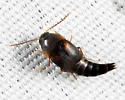 Sepedophilus littoreus - photo 4