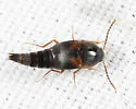 Sepedophilus littoreus - photo 5