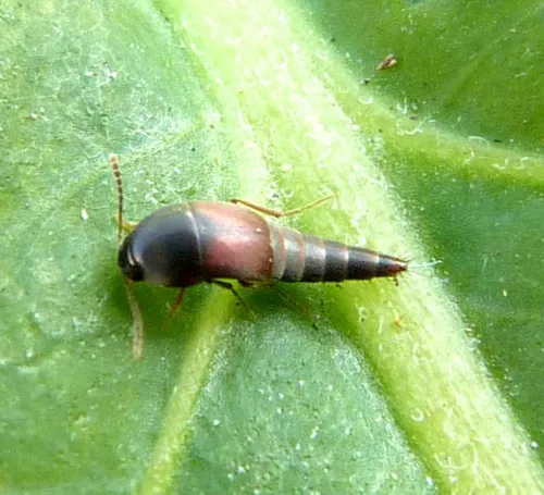 Sepedophilus marshami