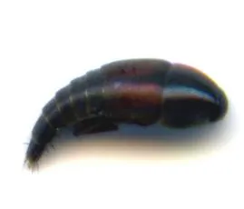 Sepedophilus marshami - photo 2