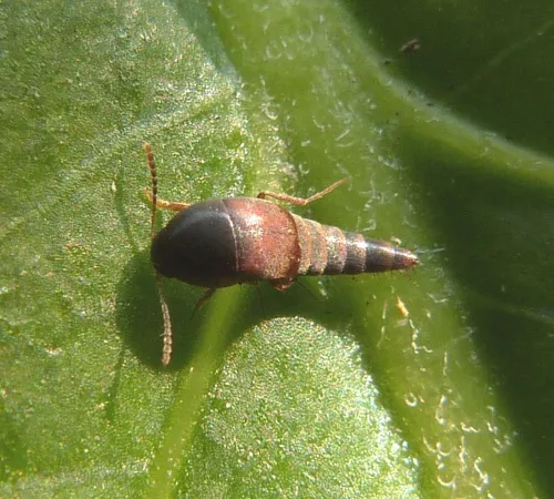 Sepedophilus marshami - photo 3