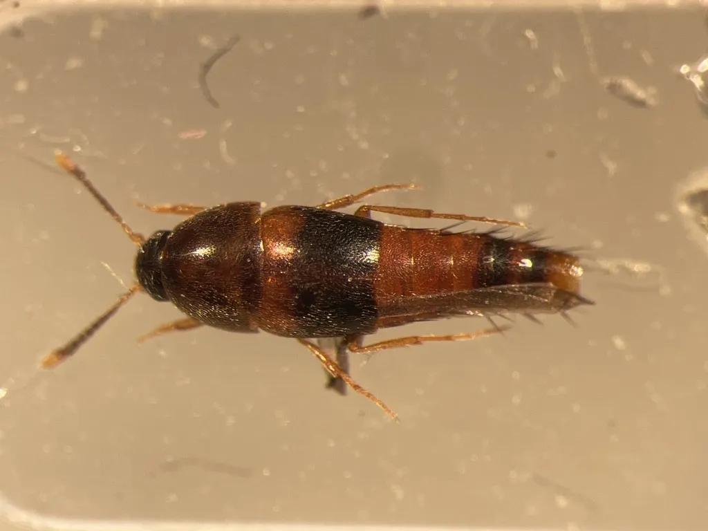 Sepedophilus opicus - photo 2