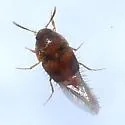 Sepedophilus scriptus