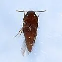 Sepedophilus scriptus - photo 2