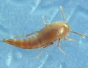 Sepedophilus testaceus - photo 2