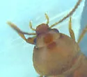 Sepedophilus testaceus - photo 3