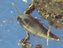 Sepedophilus testaceus - photo 4
