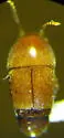 Sepedophilus testaceus - photo 5