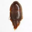 Sepedophilus velocipes - Sepedophilus velocipes