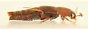 Sepedophilus wickhami - photo 2