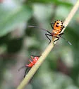 Giant Milkweed Bug