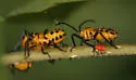 Giant Milkweed Bug - photo 2