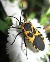 Giant Milkweed Bug - photo 3