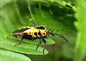 Giant Milkweed Bug - photo 4