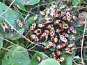 Giant Milkweed Bug - photo 5