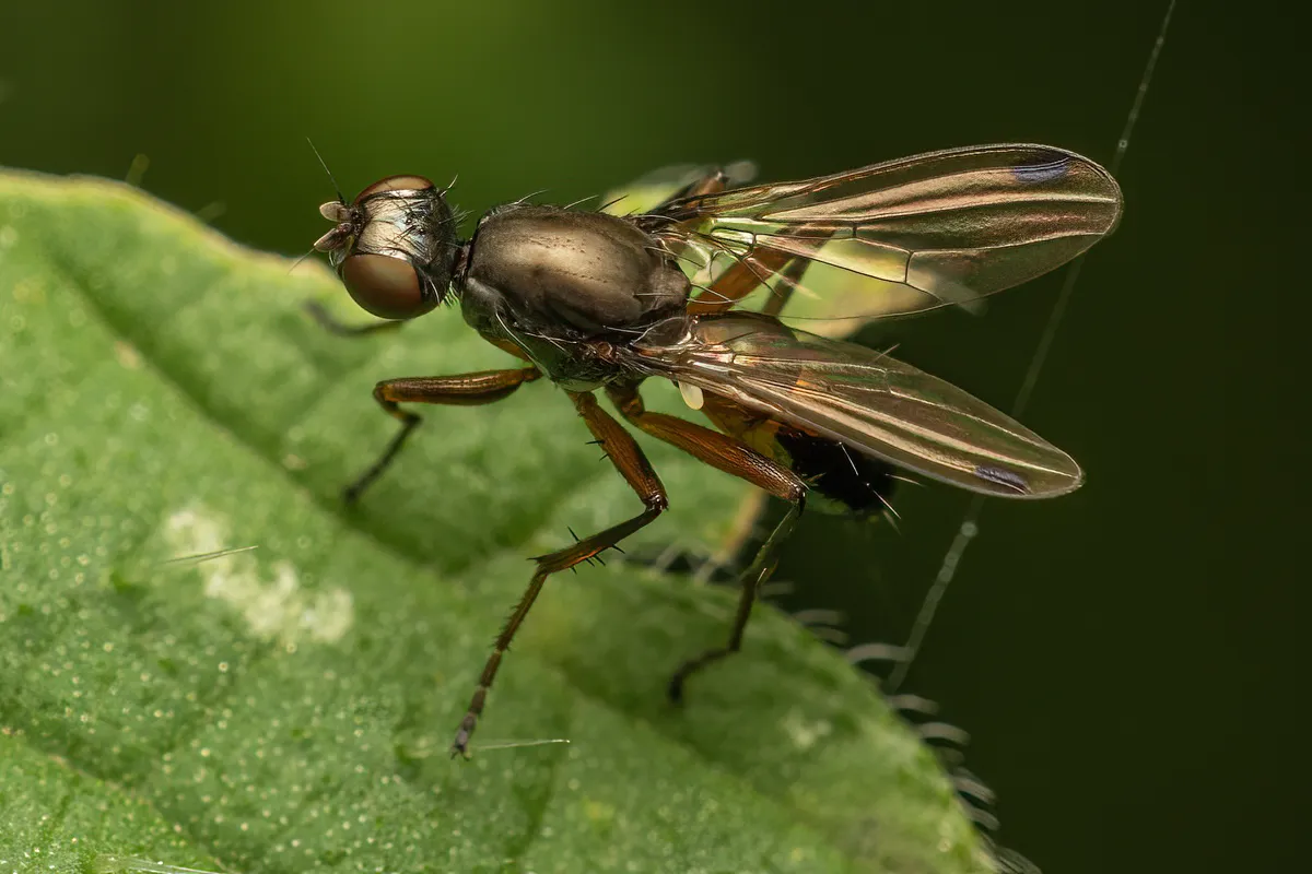 Black Scavenger Flies - photo 2