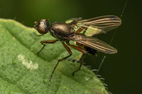 Black Scavenger Flies - photo 3