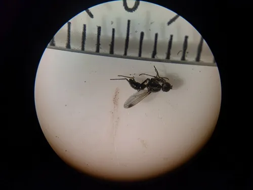 Sepsis cynipsea