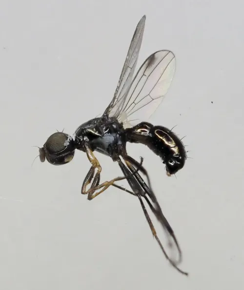 Sepsis flavimana