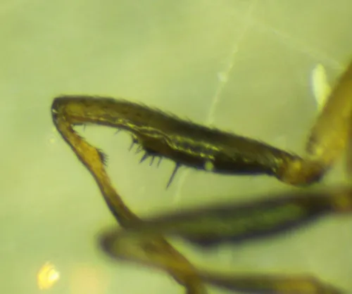 Sepsis flavimana - photo 2