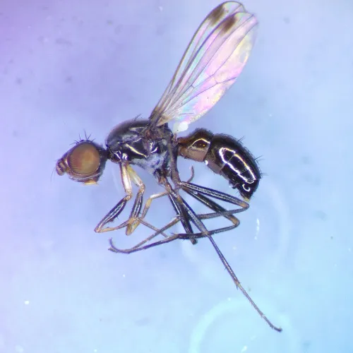 Sepsis flavimana - photo 3
