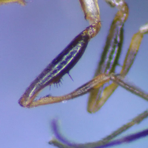 Sepsis flavimana - photo 4