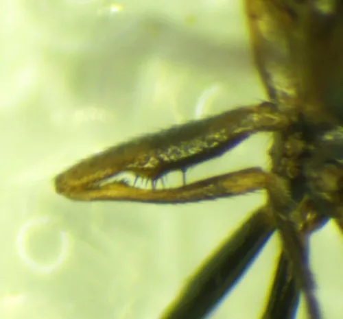 Sepsis flavimana - photo 6