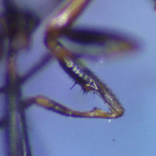 Sepsis flavimana - photo 7