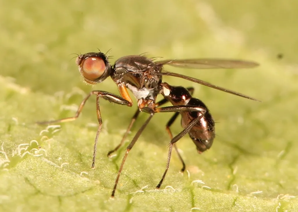 Sepsis fulgens - photo 2