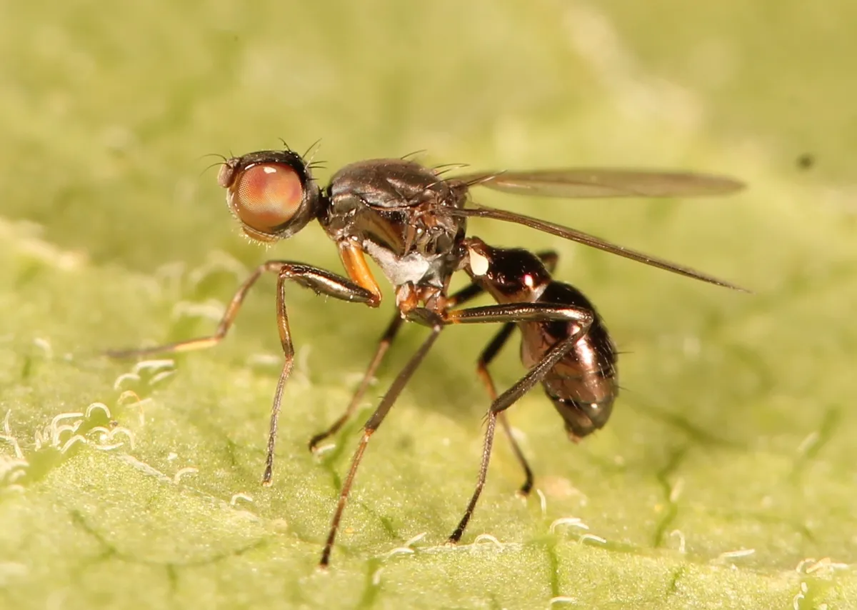 Sepsis fulgens - photo 3