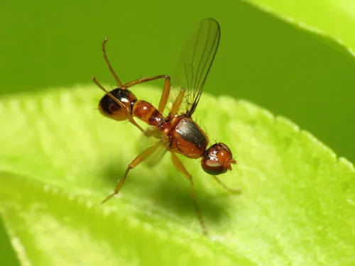 Sepsis lateralis