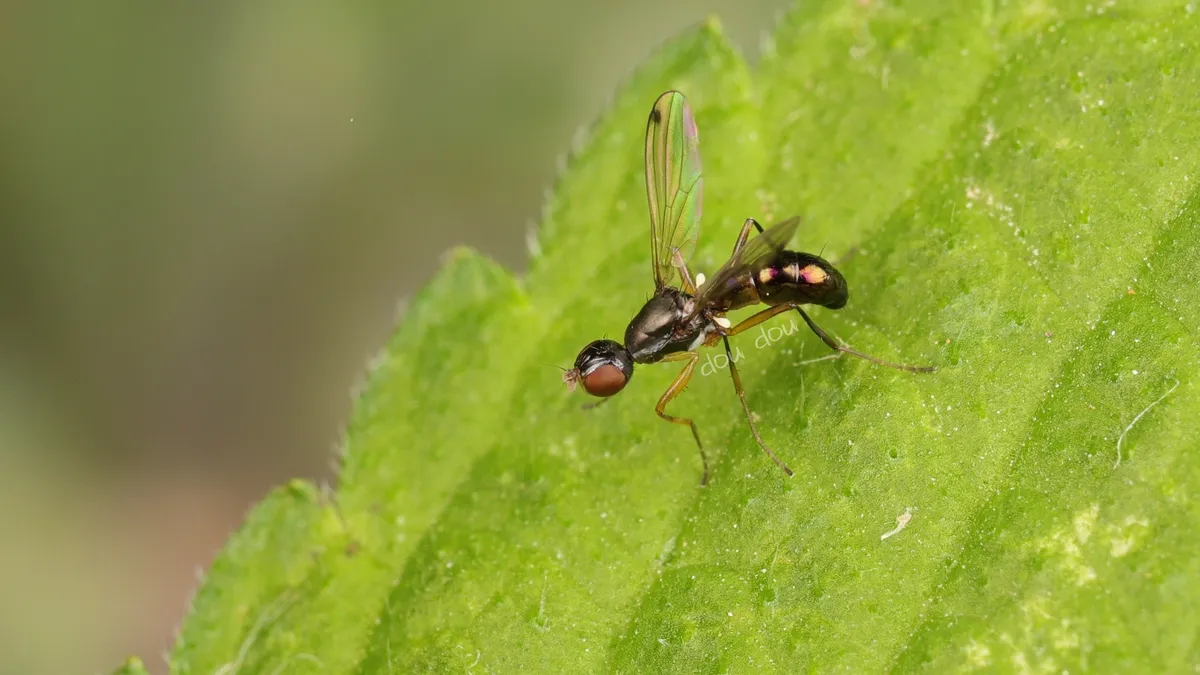 Sepsis monostigma - photo 3